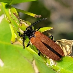 Porrostoma sp. (genus) (Lycid, Net-winged beetle) at Stromlo, ACT - 20 Oct 2023 by trevorpreston
