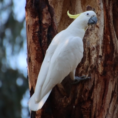 Cacatua galerita (Sulphur-crested Cockatoo) at Deakin, ACT - 20 Oct 2023 by LisaH