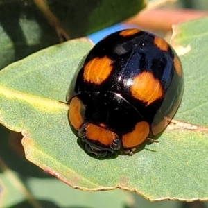 Paropsisterna beata at Stromlo, ACT - 20 Oct 2023