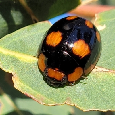 Paropsisterna beata (Blessed Leaf Beetle) at Uriarra TSR - 20 Oct 2023 by trevorpreston