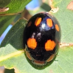 Paropsisterna beata at Stromlo, ACT - 20 Oct 2023