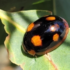 Paropsisterna beata at Stromlo, ACT - 20 Oct 2023