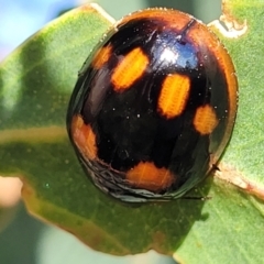 Paropsisterna beata at Stromlo, ACT - 20 Oct 2023