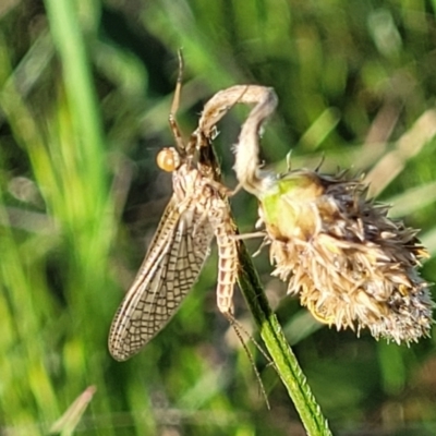 Atalophlebia sp. (genus) at Uriarra TSR - 20 Oct 2023 by trevorpreston