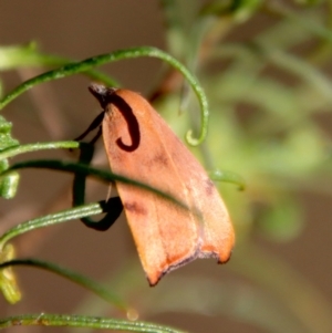 Tortricopsis uncinella at Hughes, ACT - 20 Oct 2023