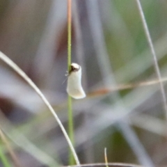 Edosa idiochroa at Hughes, ACT - 19 Oct 2023 by LisaH