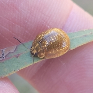 Paropsisterna cloelia at Gungahlin, ACT - 20 Oct 2023