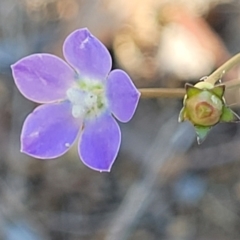 Wahlenbergia multicaulis (Tadgell's Bluebell) at Gungaderra Grasslands - 20 Oct 2023 by trevorpreston