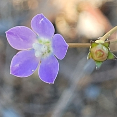 Wahlenbergia multicaulis (Tadgell's Bluebell) at Gungaderra Grasslands - 20 Oct 2023 by trevorpreston