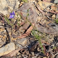 Wahlenbergia multicaulis at Gungahlin, ACT - 20 Oct 2023