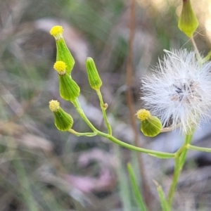 Senecio prenanthoides at Gungahlin, ACT - 20 Oct 2023