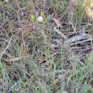 Senecio prenanthoides at Gungahlin, ACT - 20 Oct 2023 03:45 PM