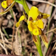 Diuris sulphurea (Tiger Orchid) at Kaleen, ACT - 20 Oct 2023 by trevorpreston