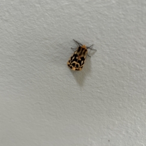 Ardices curvata at Stromlo, ACT - 11 Oct 2023 09:58 AM