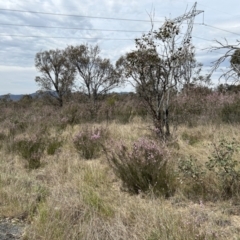 Kunzea parvifolia (Violet Kunzea) at Paddys River, ACT - 3 Oct 2023 by dwise