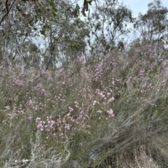 Kunzea parvifolia at Paddys River, ACT - 3 Oct 2023