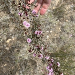 Kunzea parvifolia at Paddys River, ACT - 3 Oct 2023