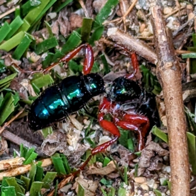 Diamma bicolor at Currie, TAS - 20 Oct 2023 by HelenCross