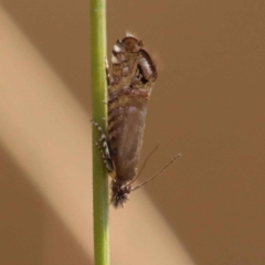 Glyphipterix (genus) (A sedge moth) at Canberra Central, ACT - 20 Oct 2023 by ConBoekel