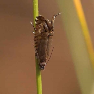 Glyphipterix (genus) at Canberra Central, ACT - 20 Oct 2023