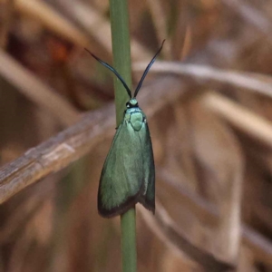 Pollanisus (genus) at Acton, ACT - 20 Oct 2023