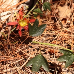 Passiflora cinnabarina (Red Passionflower) at Caladenia Forest, O'Connor - 20 Oct 2023 by ConBoekel