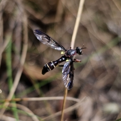 Daptolestes sp. (genus) (Robber Fly) at Captains Flat, NSW - 20 Oct 2023 by Csteele4