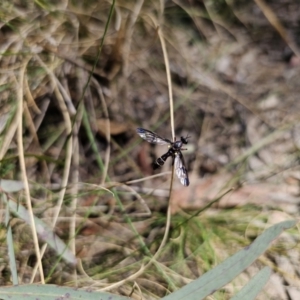 Daptolestes sp. (genus) at Captains Flat, NSW - 20 Oct 2023