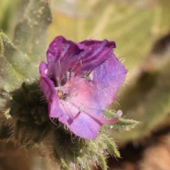 Echium plantagineum (Paterson's Curse) at O'Connor, ACT - 19 Oct 2023 by ConBoekel