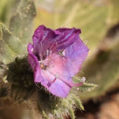 Echium plantagineum (Paterson's Curse) at Caladenia Forest, O'Connor - 19 Oct 2023 by ConBoekel