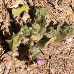 Echium plantagineum at O'Connor, ACT - 20 Oct 2023 10:50 AM