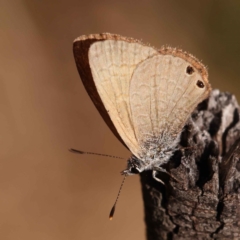 Nacaduba biocellata (Two-spotted Line-Blue) at O'Connor, ACT - 19 Oct 2023 by ConBoekel