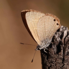 Nacaduba biocellata (Two-spotted Line-Blue) at Caladenia Forest, O'Connor - 19 Oct 2023 by ConBoekel