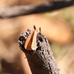 Nacaduba biocellata at O'Connor, ACT - 20 Oct 2023 10:47 AM