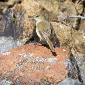 Acrocephalus australis at Yarrow, NSW - 18 Oct 2023 10:02 AM