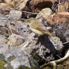 Acrocephalus australis at Yarrow, NSW - 18 Oct 2023 10:02 AM