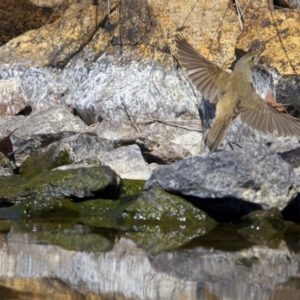 Acrocephalus australis at Yarrow, NSW - 18 Oct 2023 10:02 AM