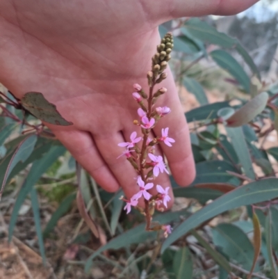 Stylidium (genus) (Trigger Plant) at Bungendore, NSW - 20 Oct 2023 by clarehoneydove