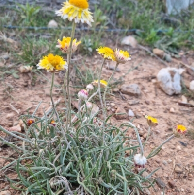 Leucochrysum albicans subsp. albicans (Hoary Sunray) at Bungendore, NSW - 20 Oct 2023 by clarehoneydove