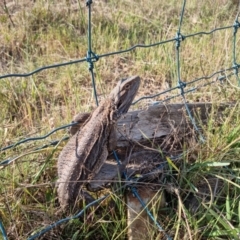 Pogona barbata (Eastern Bearded Dragon) at Bungendore, NSW - 20 Oct 2023 by clarehoneydove