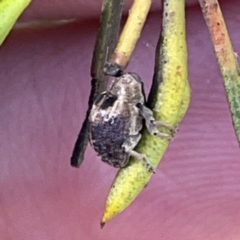 Curculionidae (family) at Russell, ACT - 20 Oct 2023 02:07 PM