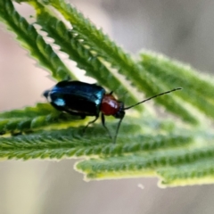 Adoxia sp. (genus) (Leaf beetle) at Mount Ainslie to Black Mountain - 20 Oct 2023 by Hejor1