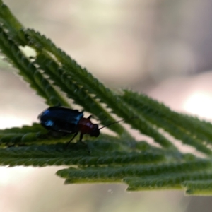 Adoxia sp. (genus) at Campbell, ACT - 20 Oct 2023