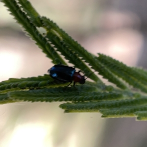 Adoxia sp. (genus) at Campbell, ACT - 20 Oct 2023