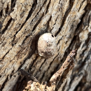 Limacodidae (family) at Russell, ACT - 20 Oct 2023