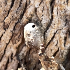 Limacodidae (family) at Russell, ACT - 20 Oct 2023