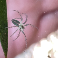 Araneus talipedatus (Slender green orb-weaver) at Russell, ACT - 20 Oct 2023 by Hejor1