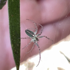 Araneus talipedatus at Russell, ACT - 20 Oct 2023 02:05 PM