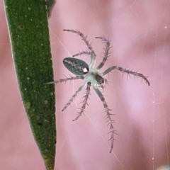 Araneus talipedatus at Russell, ACT - 20 Oct 2023 02:05 PM