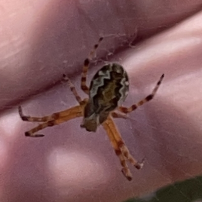 Araneus hamiltoni (Hamilton's Orb Weaver) at Russell, ACT - 20 Oct 2023 by Hejor1